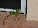 Jason Glascock - The Local Wildlife
